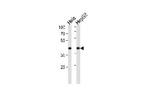 Image no. 3 for anti-Low Density Lipoprotein Receptor-Related Protein Associated Protein 1 (LRPAP1) antibody (ABIN2445000)