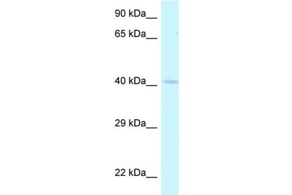 anti-Homeobox A2 (HOXA2) (N-Term) antibody