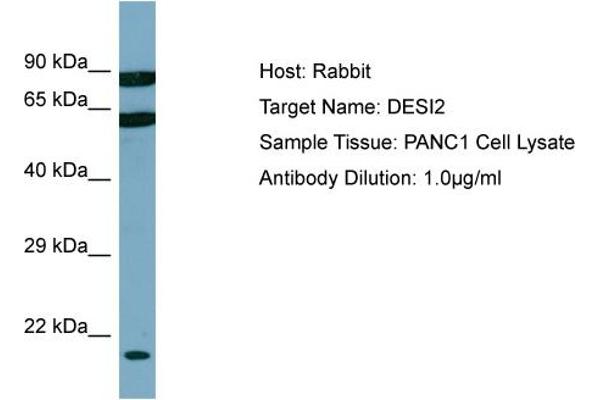 PPPDE1 antibody  (C-Term)
