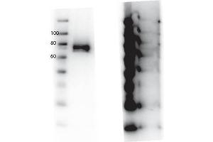 Image no. 1 for anti-Macrophage Stimulating 1 Receptor (C-Met-Related tyrosine Kinase) (MST1R) (Internal Region), (pTyr1360) antibody (ABIN5596950)