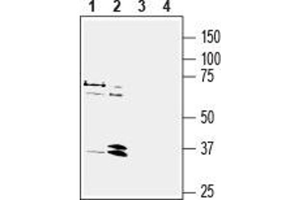 NPY1R antibody  (2nd Extracellular Loop)