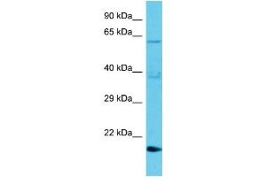 Image no. 1 for anti-Transmembrane BAX Inhibitor Motif Containing 1 (TMBIM1) (N-Term) antibody (ABIN2791152)