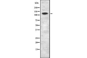 Image no. 1 for anti-MCF.2 Cell Line Derived Transforming Sequence-Like (MCF2L) antibody (ABIN6258277)