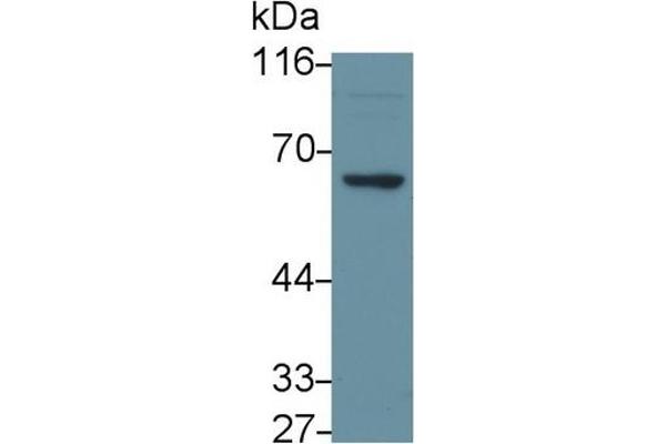 TRAF6 antibody  (AA 153-423)