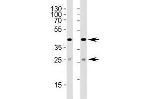 Image no. 1 for anti-Sirtuin 3 (SIRT3) (AA 250-279) antibody (ABIN3032590)