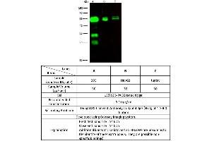 Image no. 1 for anti-Carboxypeptidase, Vitellogenic-Like (CPVL) (AA 1-476) antibody (ABIN2691850)