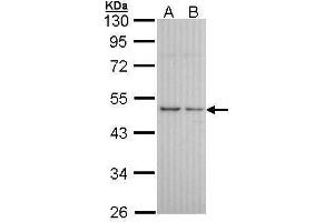 Image no. 2 for anti-Histamine Receptor H3 (HRH3) (C-Term) antibody (ABIN2854644)