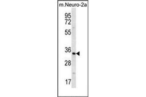 Image no. 1 for anti-Peroxisomal Biogenesis Factor 14 (PEX14) (AA 120-150), (Middle Region) antibody (ABIN954097)