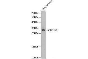 Western blot analysis of extracts of Mouse brain using CAPNS2 Polyclonal Antibody at dilution of 1:3000.