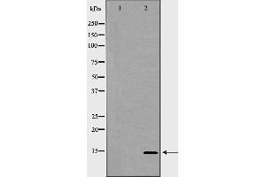 Image no. 2 for anti-Glycophorin C (GYPC) (Internal Region) antibody (ABIN6262132)