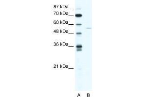Image no. 1 for anti-ADP-Ribosylation Factor GTPase Activating Protein 2 (arfgap2) (N-Term) antibody (ABIN2775926)