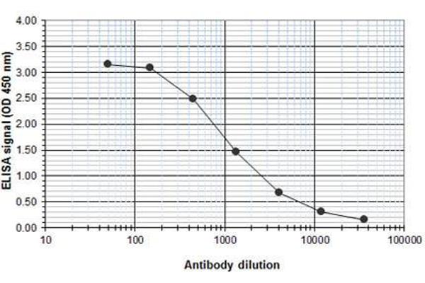 RUNX1T1 antibody  (Internal Region, N-Term)