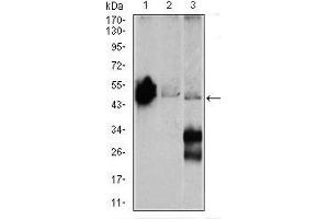 Image no. 1 for anti-Enolase 2 (Gamma, Neuronal) (ENO2) (AA 251-433) antibody (ABIN969577)