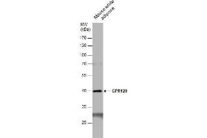 Image no. 2 for anti-omega-3 Fatty Acid Receptor 1 (O3FAR1) (N-Term) antibody (ABIN2854731)