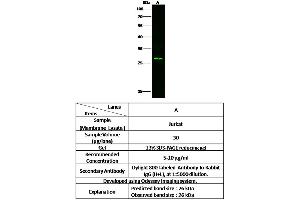 Image no. 1 for anti-Killer Cell Lectin-Like Receptor Subfamily C, Member 1 (KLRC1) (AA 94-244) antibody (ABIN6924051)