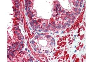 TFAP2C anticorps  (Middle Region)