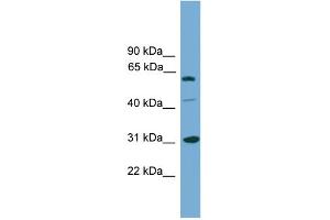 Image no. 2 for anti-Cell Cycle Checkpoint Protein RAD1 (RAD1) (Middle Region) antibody (ABIN2787356)