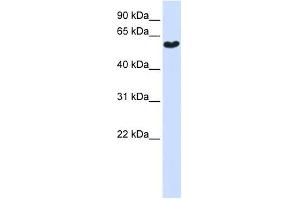 Image no. 1 for anti-Synaptotagmin III (SYT3) (N-Term) antibody (ABIN635169)