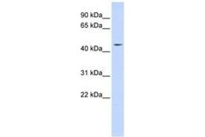 INTS12 antibody  (AA 36-85)