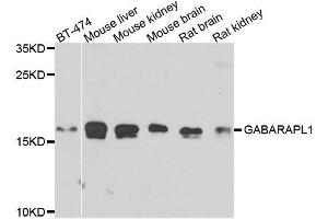 Image no. 1 for anti-GABA(A) Receptor-Associated Protein Like 1 (GABARAPL1) antibody (ABIN6140878)