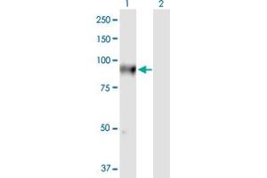 Western Blot analysis of FLYWCH1 expression in transfected 293T cell line by FLYWCH1 MaxPab polyclonal antibody.