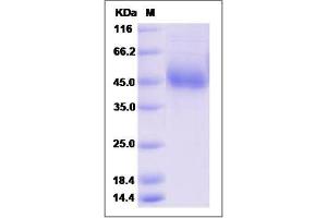 Image no. 1 for Signal-Regulatory Protein gamma (SIRPG) (AA 1-360) protein (His tag) (ABIN2010016)