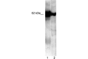 Image no. 1 for anti-Nucleobindin 1 (NUCB1) (C-Term) antibody (ABIN629691)