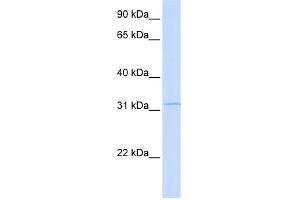 Image no. 1 for anti-Retinol Dehydrogenase 12 (All-Trans/9-Cis/11-Cis) (RDH12) (Middle Region) antibody (ABIN2785175)