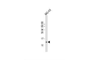 Image no. 4 for anti-Osteocalcin (BGLAP) (AA 2-32), (N-Term) antibody (ABIN388727)