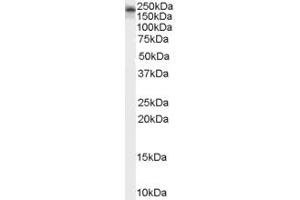 Image no. 3 for anti-Kalirin, RhoGEF Kinase (KALRN) (C-Term) antibody (ABIN185110)