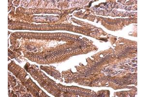 IHC-P Image ENSA antibody detects ENSA protein at membrane on mouse intestine by immunohistochemical analysis.