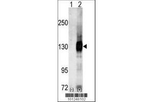 Image no. 1 for anti-Calcium/calmodulin-Dependent serine Protein Kinase (MAGUK Family) (CASK) (AA 564-596), (C-Term) antibody (ABIN391318)