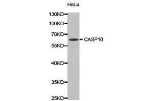 Image no. 1 for anti-Caspase 10, Apoptosis-Related Cysteine Peptidase (CASP10) antibody (ABIN1871452)