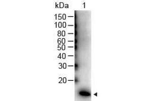 Image no. 3 for anti-Interleukin 2 (IL2) antibody (HRP) (ABIN964771)