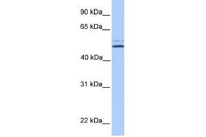 Image no. 1 for anti-Na+/H+ Exchanger Domain Containing 2 (NHEDC2) (C-Term) antibody (ABIN2785368)