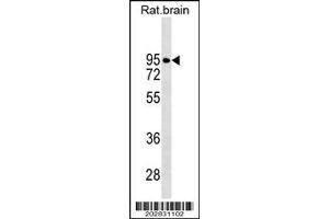 Image no. 2 for anti-Dopamine Receptor D2 (DRD2) (AA 307-336) antibody (ABIN1497887)