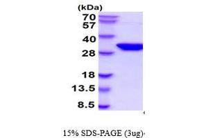 Image no. 1 for Syntaxin 1A (Brain) (STX1A) (AA 1-265) protein (ABIN6387843)