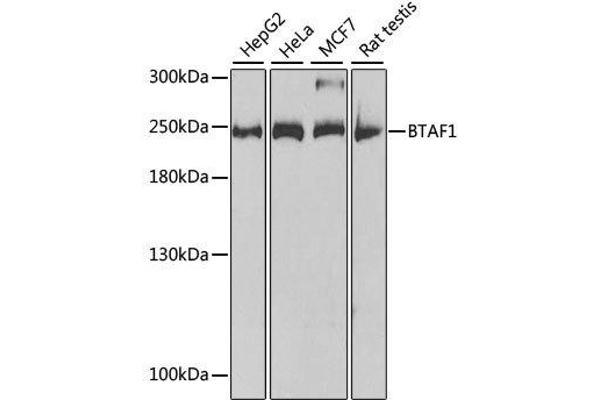BTAF1 Antikörper  (AA 1600-1849)
