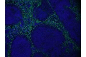 Image no. 2 for Goat anti-Rat IgG (Heavy & Light Chain) antibody (Atto 488) - Preadsorbed (ABIN964999)