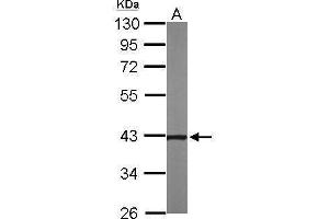 Image no. 4 for anti-Nephroblastoma Overexpressed (NOV) (Center) antibody (ABIN2855618)