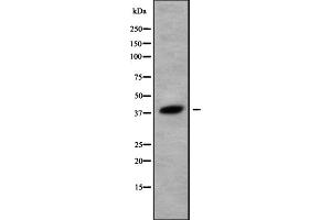 Image no. 2 for anti-Olfactory Receptor, Family 52, Subfamily K, Member 1 (OR52K1) antibody (ABIN6263813)