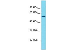 Image no. 1 for anti-Nuclear Factor I/C (CCAAT-Binding Transcription Factor) (NFIC) (N-Term) antibody (ABIN2780693)