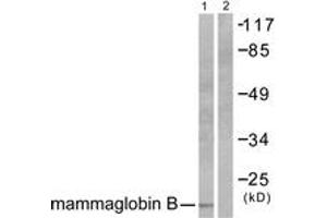 Image no. 1 for anti-Secretoglobin, Family 2A, Member 1 (SCGB2A1) (AA 10-59) antibody (ABIN1533336)