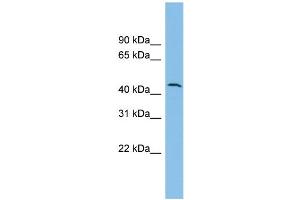 Image no. 2 for anti-DPH1 Homolog (DPH1) (N-Term) antibody (ABIN2784707)