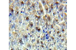 Image no. 2 for anti-Structure Specific Recognition Protein 1 (SSRP1) (AA 6-246) antibody (ABIN1980509)