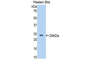 Image no. 1 for anti-Sirtuin 6 (SIRT6) (AA 88-288) antibody (ABIN1176402)