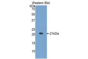 anti-Myosin, Light Chain 12A, Regulatory, Non-Sarcomeric (MYL12A) (AA 10-171) antibody