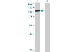 Image no. 1 for anti-General Transcription Factor IIIC, Polypeptide 3, 102kDa (GTF3C3) (AA 1-886) antibody (ABIN522783)