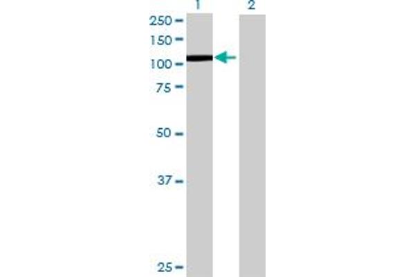 anti-General Transcription Factor IIIC, Polypeptide 3, 102kDa (GTF3C3) (AA 1-886) antibody