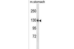 NCKPL Antibody (Center) (ABIN1538552 and ABIN2849659) western blot analysis in mouse stomach tissue lysates (35 μg/lane).
